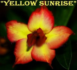 Adenium Obesum \'Double Yellow Sunrise\' 5 Seeds